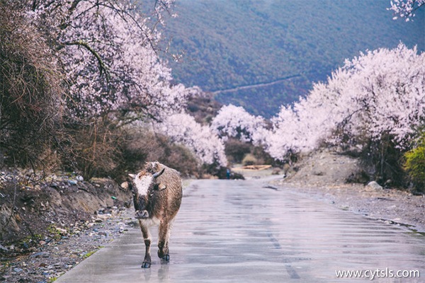 西藏當地租車價格